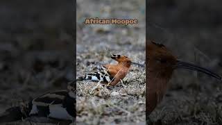 Unveiling the Stunning African Hoopoe!