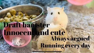 Draft hamster loves Wheel and Argued