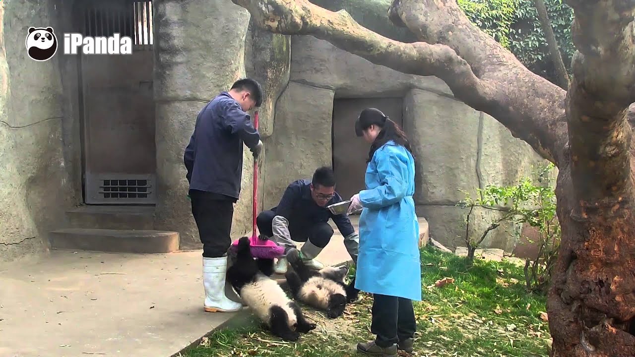 The Special Way To Help Panda Babies Do Exercise - YouTube