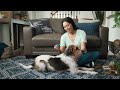 PetArmor Plus Flea and Tick Prevention for Dogs