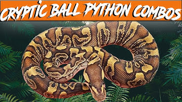 Cryptic & Crypton Ball Python Morph Combos | Jack