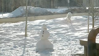 Wolf Pees On Snowman Vlog Day 64