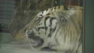 円山動物園のアムールトラ リングとアイ