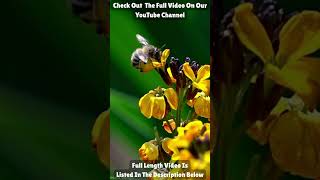 Bees for Kids | Honeybees | Educational Kids Song #beeeducation #beefacts #kidsshorts #worldbeeday