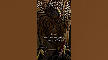 عبارات قوية حالات واتساب خواطر 