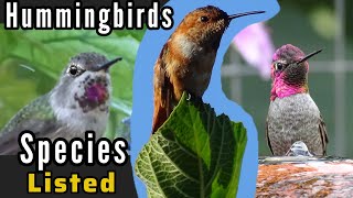 Hummingbird Species You Feed* Hummingbirds in USA * Tips to Attract birds to Your Hummingbird Feeder