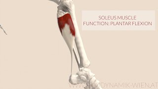 Soleus Muscle: Function Plantar Flexion