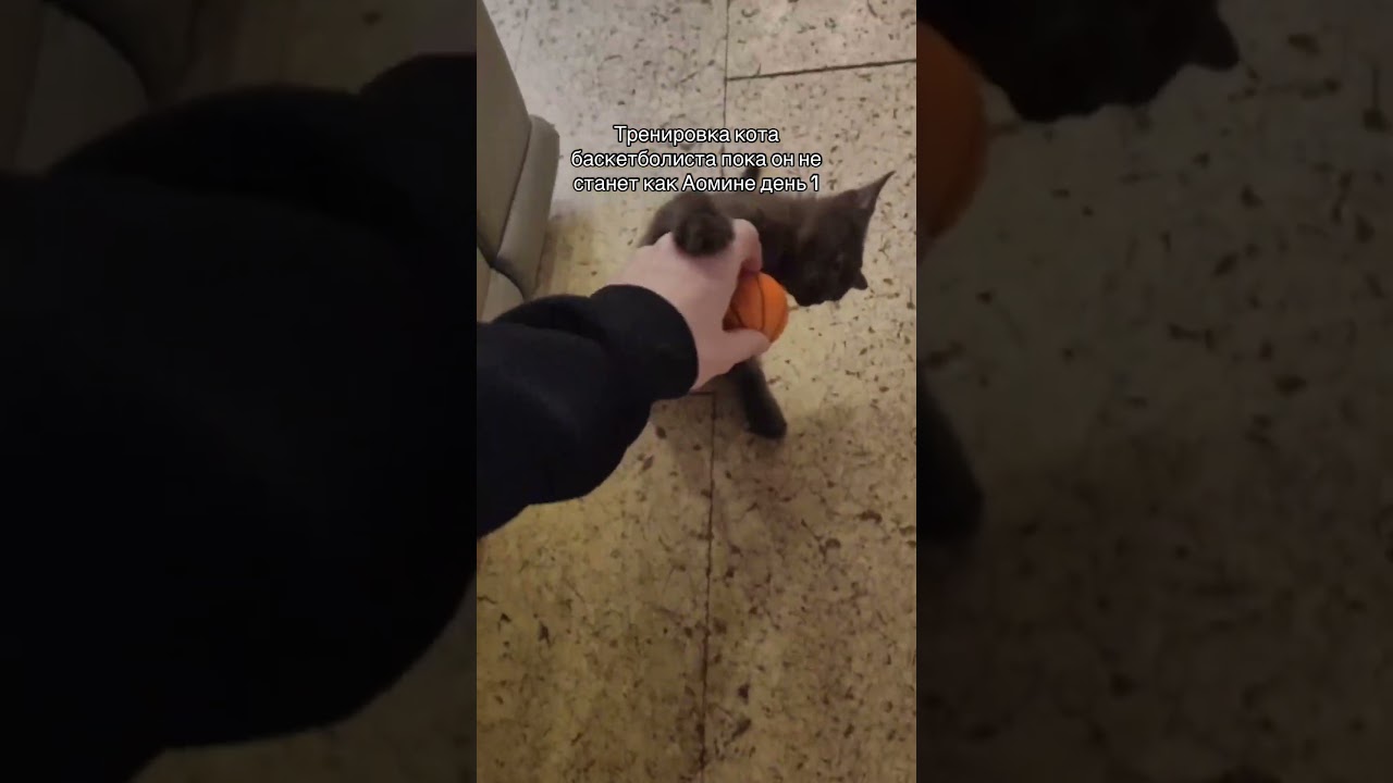 Тренировка кота баскетболиста день 1😍🤯 