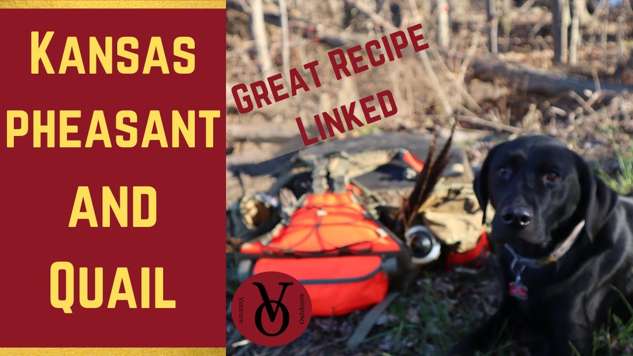 Public Land KS Pheasant and Quail YouTube