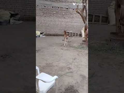 دا غزال مدلع سكر علي حق