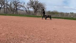 Sapphera’s 1st Dog show through ARBA
