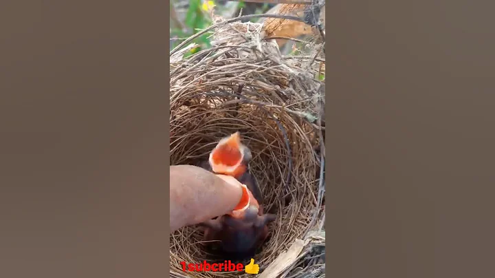 red vented bulbuls checks in nest#shorts - DayDayNews