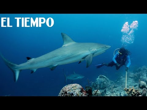 La espectacular experiencia de nadar con tiburones en Colombia | EL TIEMPO