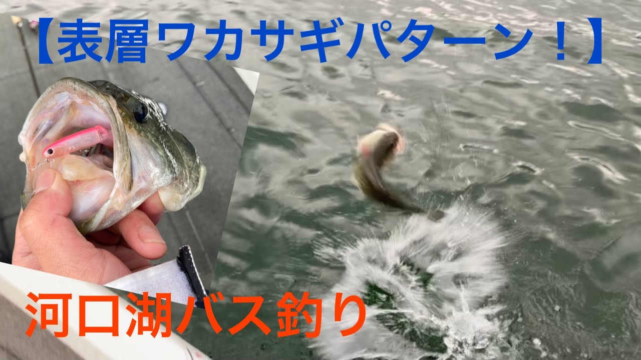 河口湖バス釣り 春 表層ワカサギパターン バス釣り Fishing Bassfishing 魚釣り 河口湖バス釣り Osp ブラックバス 河口湖バス釣り バス釣り春 バス釣りルアー Youtube