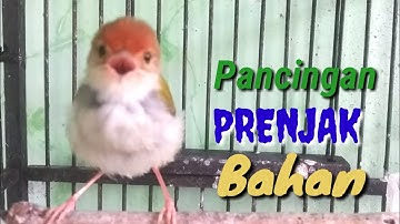 Pancingan PRENJAK Bahan Agar Cepat Bunyi @ TOMAN. net