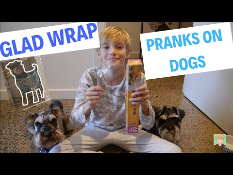 GLAD WRAP PRANKS ON MINIATURE SCHNAUZERS || JDProductions [CC]