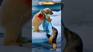 Emotional Bond Between Polar Bear Seal Heartwarming Wildlife Encounter