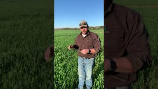 Dr. Nick Patterson Of Acres Of Grace Farms Explains The Nutrient Rich Benefits Of Haylage