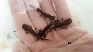 Hellbender Journey 2
