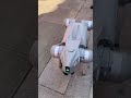 Meet the Smart Dog... With No Fur! #robot #techtech