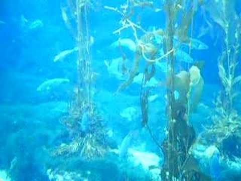 misc fish and other sea creatures misc fish and other sea creatures