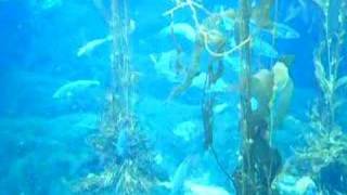 misc fish and other sea creatures