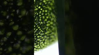 Microscope Lounge | Subtle Complexity at Work