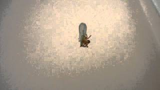 Garden Spiderling Struggles With Its First Meal