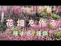 [花畑を作る] 　ルピナスの花を中心にいろんな種類の花の種を蒔き春の花畑の準備をします　ルピナス花畑　ガーデニング