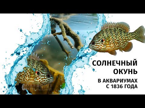 Солнечный окунь. О содержании в аквариуме и инвазивности в природе