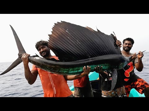 Catching Sail Fish, King Fish & Mahi Mahi Fish in the Deep