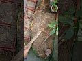 कंद वाली सब्जी को कैसे बड़ा करें |