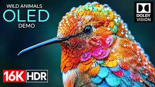 Spectacular 16K HDR Dolby Vision 120FPS | Smooth OLED Showcase (4K/8K Ultra HD TV) screenshot 3