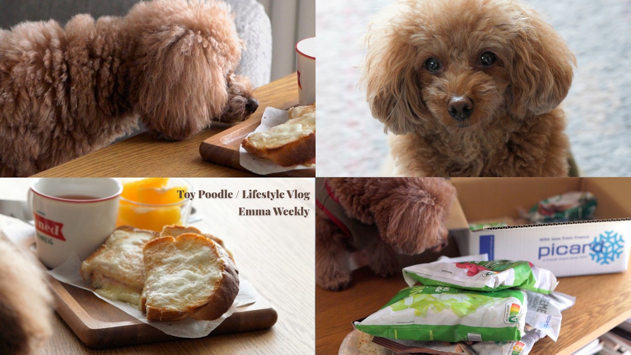 トイプードルと暮らす日常 | 春が近づく日のブランチと作り置き |Picardのベシャメルでクロックムッシュ|Croque Monsieur&French Toast Prep|Emma Weekly