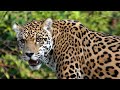 Conheça o Som da Onça Pintada - O Maior Felino do Continente Americano - Som de Onça - Jaguar Sound