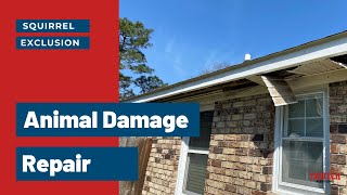 Animal Damage Repair | Squirrel Removal in Charleston | Trutech Wildlife Service