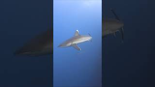 Silvertip shark approaches diver at Roca Partida, Socorro #shark #baja #diving