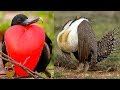 LAS 10 AVES MÁS RARAS DE MUNDO 🐦