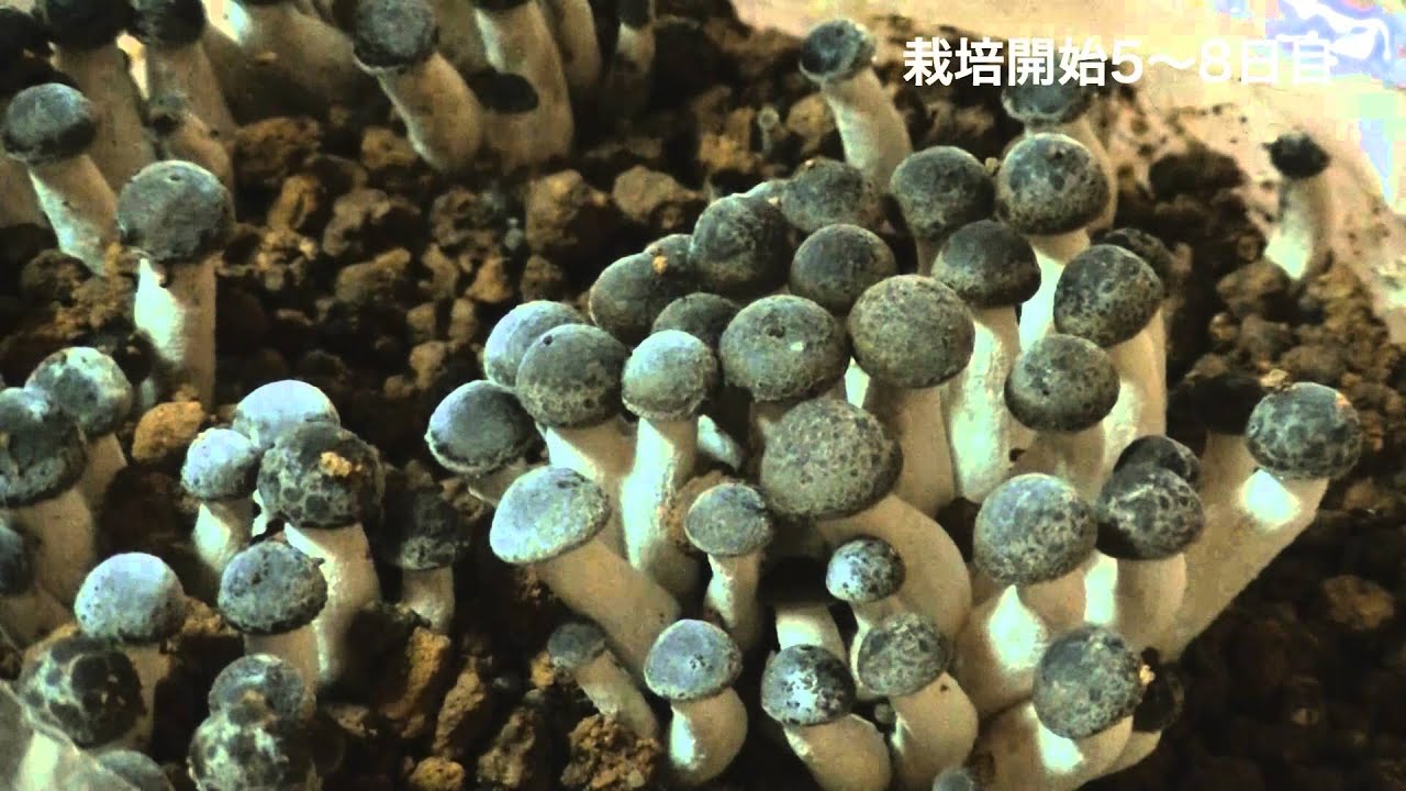 しめじ 原木 栽培