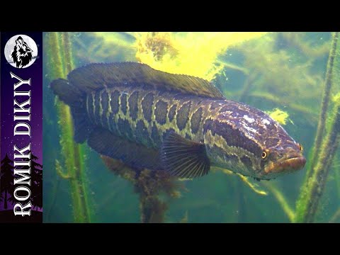 Видео: Рыбалка на змееголова в умирающих озерах Топара.