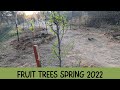 ep167 Fruit Trees 2022 spring. Sonoran Desert Homesteading