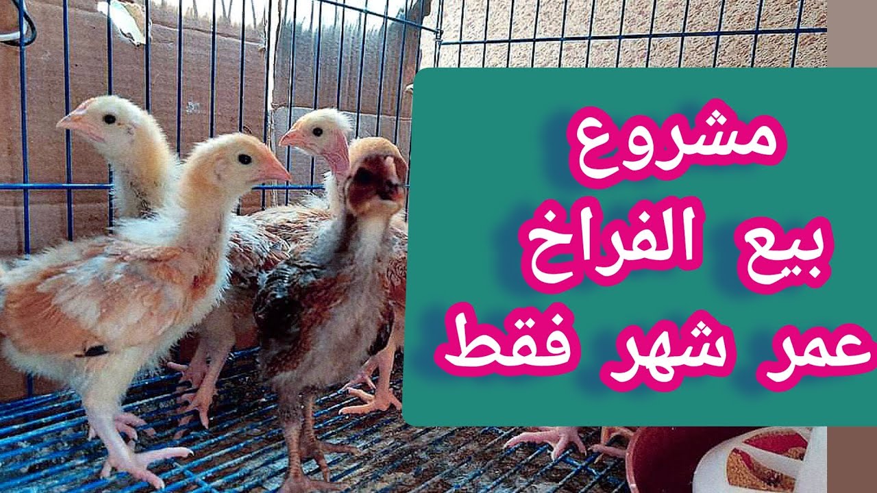 مشروع لكل ست بيت تربية 200 فرخ البلدي الهجين عمر شهر فقط مكسب سريع اتبيع الفراخ بعد شهر 😍 🐤💵