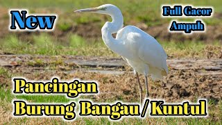 Sound Suara Pikat Burung Bangau/Kuntul Full Gacor . 🔊