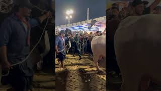 Shahab Cattle Farm Parade❤️ #cow #cattleworld #bull #love