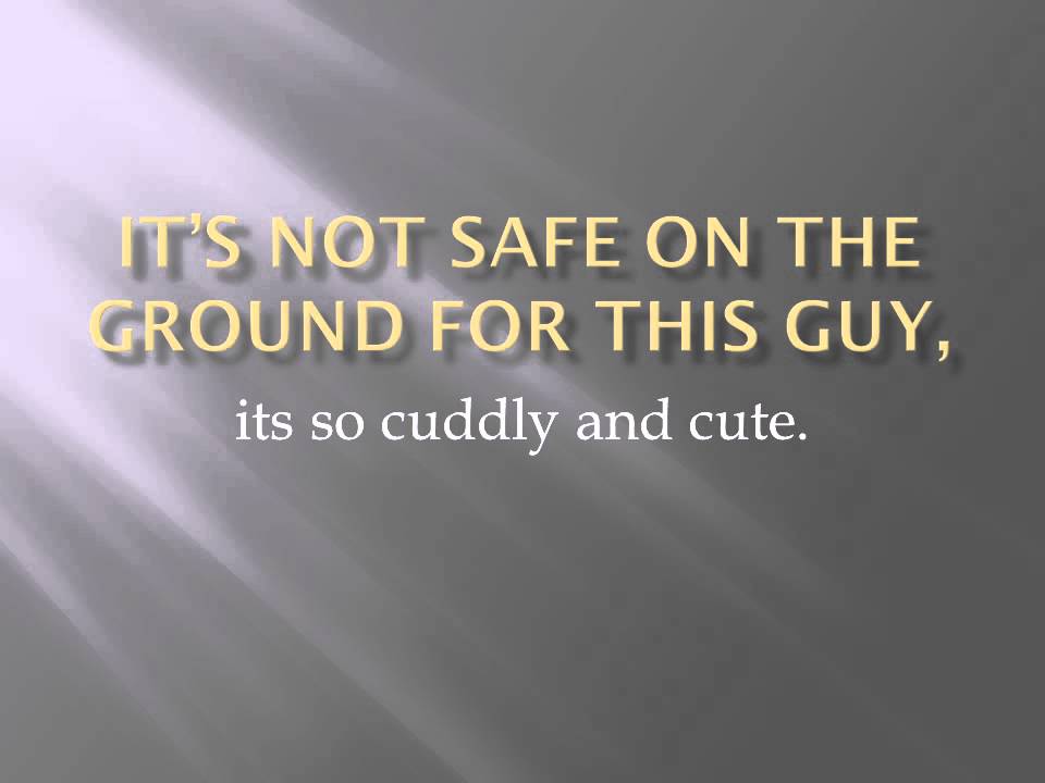 The sunda flying lemur