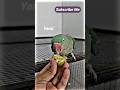 Parrot eating pomegranate is the most satisfying video today #parroteating #birdlovers #pomegranate