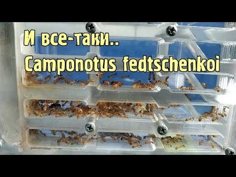 Видео: И все-таки.. Camponotus fedtschenkoi