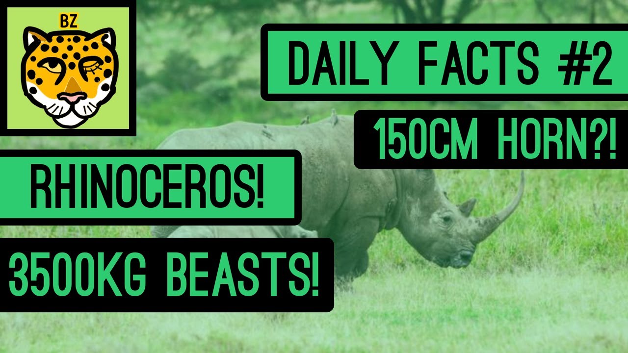 Daily Animal Facts #2 RHINOCEROS!
