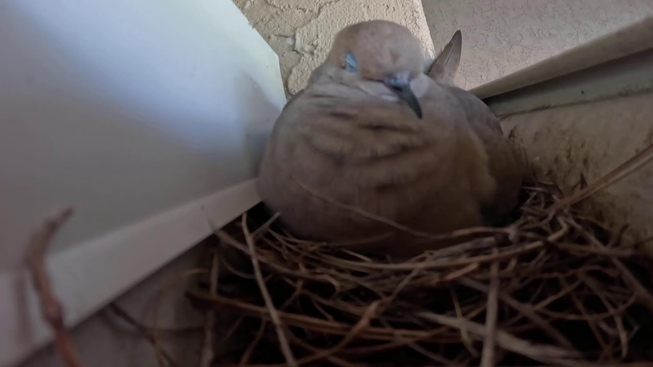 DOVE NEST CAM 🕊️🐣
