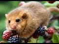 Hazel Dormouse Compliation